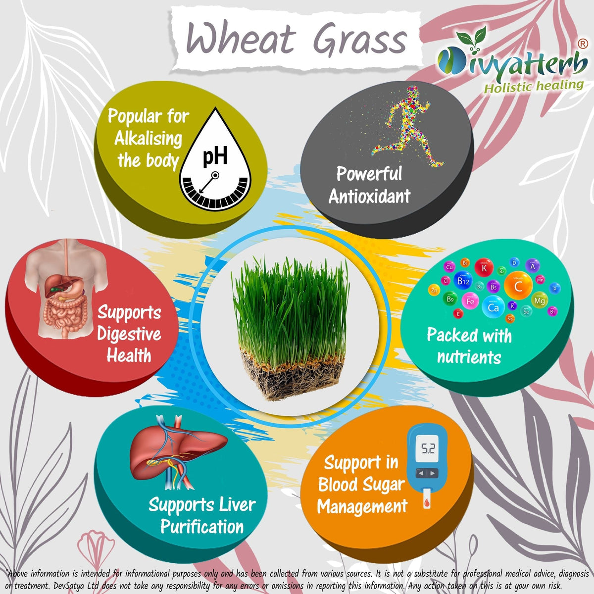 DivyaHerb Wheat Grass Powder 100 gram - Daily Vitality Support