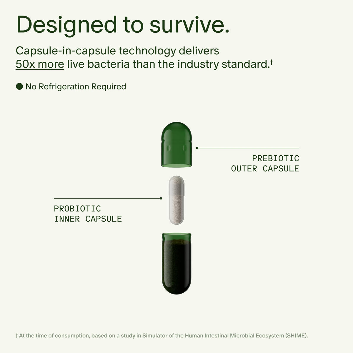 Seed DS-01 Daily Synbiotic - 60 Capsules | Prebiotic + Probiotic for Digestive Health, Immune Support, Bloat Relief